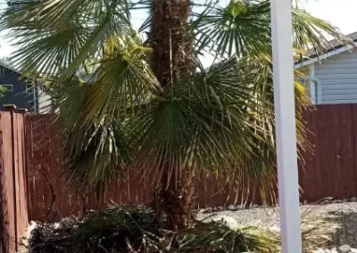 Professional Tree Trimming