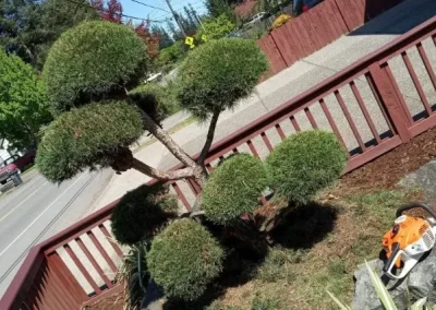 Proficient Landscape Maintenance