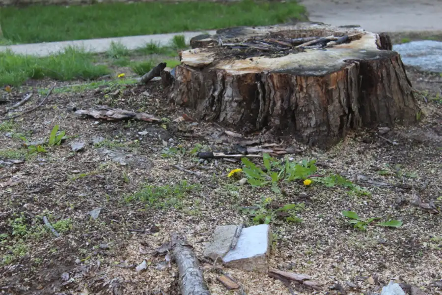 How to Remove a Tree Trunk Marysville, WA