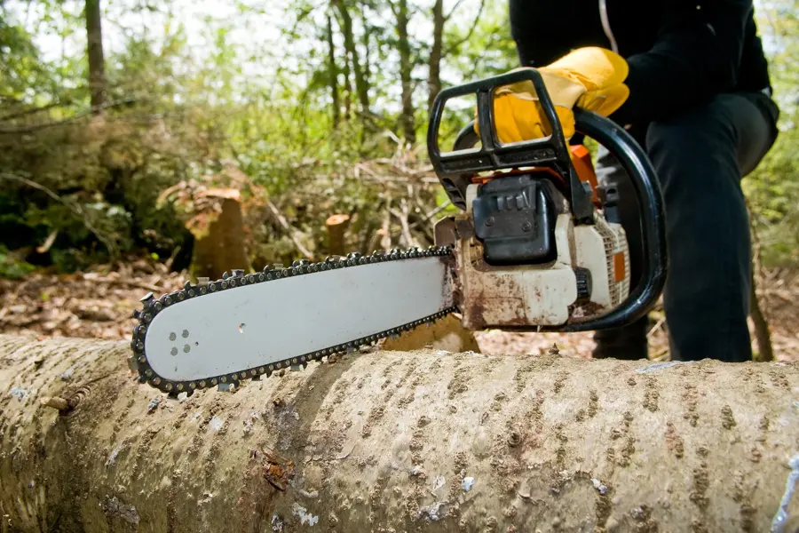 Dependable Tree Removal Services in Marysville, WA